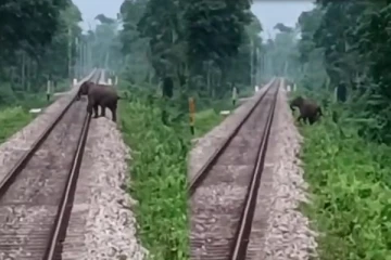 தண்டவளத்தை கடக்க முயன்ற யானை! வேகமாக வந்த ரயில்: நடந்தது என்ன?