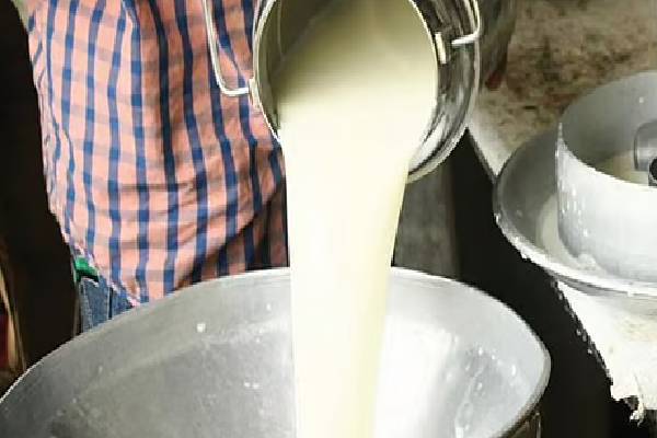 பாலில் சலவைத்தூள் கலந்து கலப்படம் ; உணவுப் பாதுகாப்பு அதிகாரிகள் அதிரடி | Milk Adulterated Detergent Food Safety Officials