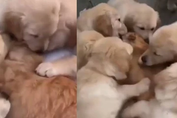 பூனைக்குட்டியை விடாமல் துரத்தி துரத்தி கொஞ்சும் நாய்குட்டிகள்; பார்வையாளர்களை ரசிக்க வைத்த காட்சி!