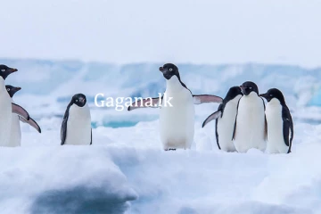 අයිස් දිය වීමෙන් පෙන්ගුයින් දහස් ගණනක් මිය යයි.