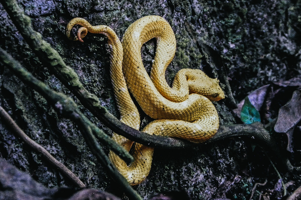 இந்த மர்ம தீவுக்குள் மனிதன் சென்றால் பிணம் கூட மிஞ்சாது? குவியல் குவியலாக கிடக்கும் விஷ பாம்புகள் | Ilha Da Queimada Grande Deadliest Snake Island