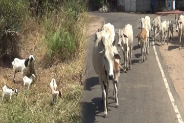 கடும் வறட்சி! விபத்தில் சிக்குண்டு அரியவகை உயிரினங்கள் உயிரிழப்பு(Photos)
