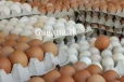බිත්තරයත් පෙරළියක් කරන්න ද යන්නේ?.