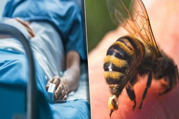 குளவி கொட்டியதில் 8 தொழிலாளர்கள் வைத்தியசாலையில் அனுமதி