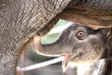 சுவிஸ் பூங்காவில் பிறந்த ஆசிய யானைக் குட்டி, Z என்ற எழுத்தில் பெயர் விரைவில் அறிவிப்பு