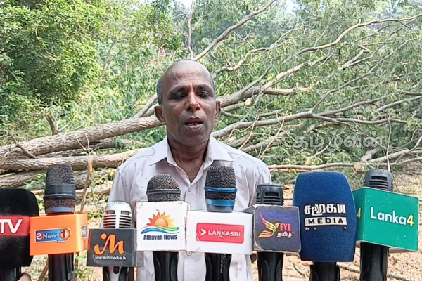 முல்லைத்தீவில் சட்டவிரோதமாக வெட்டி கடத்தப்படும் மரங்கள்: தடுக்குமாறு மக்கள் கோரிக்கை! | Illegally Cut And Smuggled Trees In Mullaitivu