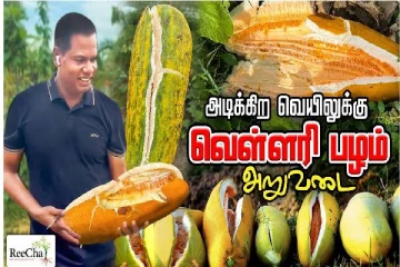 கொளுத்தும் வெயிலுக்கு இதமான வெள்ளரிபழம்... அறுவடையை ஆரம்பித்த இலங்கை றீ(ச்)ஷா