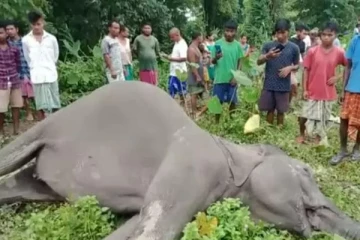 வாயில் காயத்துடன் சுற்றித்திரிந்த 10 வயது பெண் யானை சிகிச்சை பலனின்றி உயிரிழப்பு