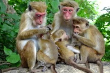 මෙරට රිලවුන් චීනයට රැගෙන යාමේ ගැටලුව කැබිනට් මණ්ඩලයටත් යයි..