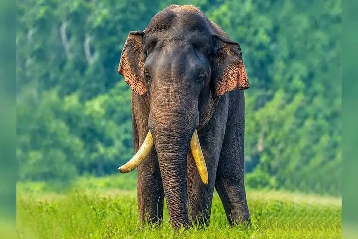 அக்போ யானையை தேடும் பணி தொடர்கிறது - ஜே.வி.பி நியூஸ்