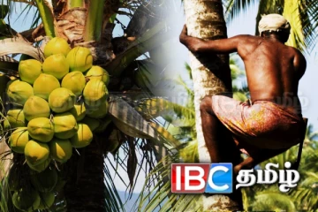 தேங்காய் அறுவடையில் ஏற்பட்டுள்ள பெரும் வீழ்ச்சி