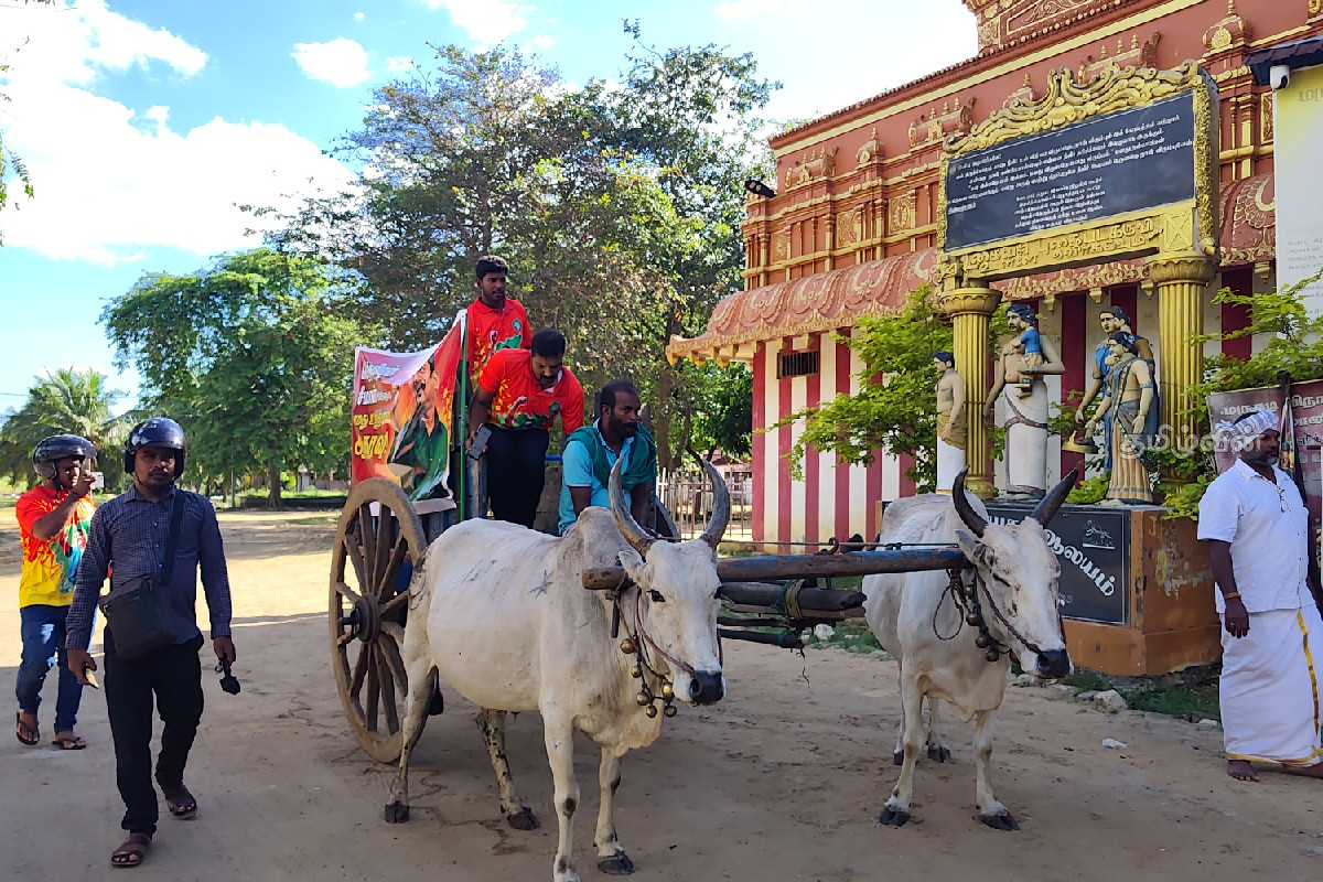சீமானுக்காக யாழில் மாட்டுவண்டிச் சவாரி | Bullock Cart Ride In Jaffna For Seeman