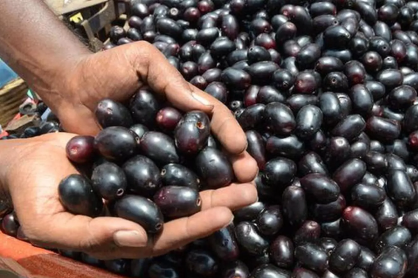 சர்க்கரை நோயாளிகளுக்கு அருமருந்தாகும் நாவல் பழம் | Jamun Fruit Is A Natural Remedy For Diabetics