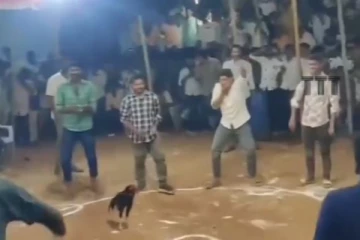 பந்தயத்தில் வேடிக்கை பார்த்த சேவலுக்கு ரூ.1.25 கோடி பரிசு - வைரல் வீடியோ