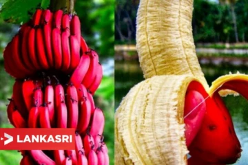 தினந்தோறும் இரவில் செவ்வாழைப்பழம் சாப்பிடுவதால் கிடைக்கும் பலன்கள் என்ன தெரியுமா?