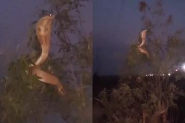 மரத்தில் அமர்ந்திருந்த இச்சாதாரி நாகம் - தீயாய் வைரலாகும் காணொளி