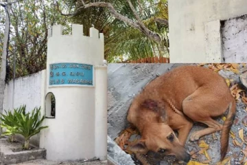 யாழ் நெடுந்தீவில் இடம்பெற்ற பயங்கர சம்பவம்: காயங்களுடன் உயிர் தப்பிய நாய்
