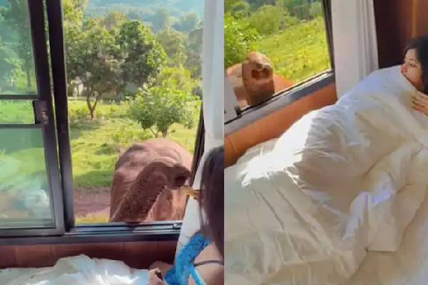 தூங்கிய பெண்ணை தட்டியெழுப்பிய க்யூட் யானை  : வைரலாகும் வீடியோ | Elephant Waking Womanalarm Video Becomes Trending