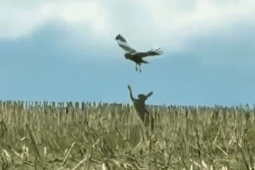 கழுகிடம் இருந்து குட்டியை காப்பாற்றிய முயல்: மனதை உருக்கிய வீடியோ காட்சி