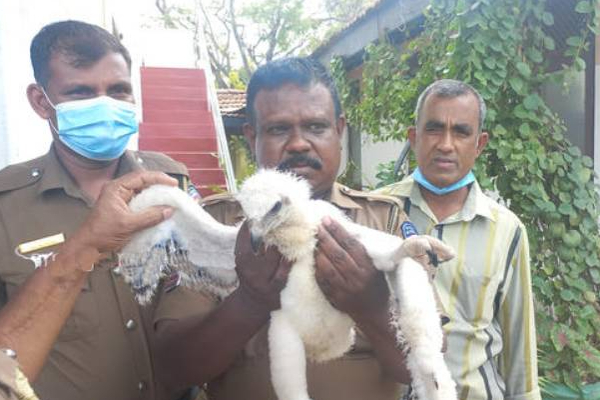 இலங்கையில் அரிய வகை வெள்ளை நிற கழுகுடன் சிக்கிய நபர்! | Sri Lanka White Eagle Halieetus Leucogwter Arrest இலங்கையில் அரிய வகை வெள்ளை நிற கழுகுடன் சிக்கிய நபர்! | Sri Lanka White Eagle Halieetus Leucogwter Arrest