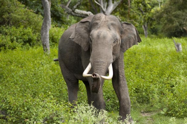 உங்கள் கனவில் யானை வந்தால் அதிர்ஷ்டம் தேடி வருமா? | Meaning Behind Seeing Elephant In Dreams உங்கள் கனவில் யானை வந்தால் அதிர்ஷ்டம் தேடி வருமா? | Meaning Behind Seeing Elephant In Dreams