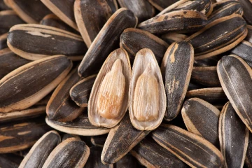 சூரியகாந்தி விதையை நிறைய சாப்பிட்டா இந்த ஆபத்தெல்லாம் வரும்! மனநலம் பாதிக்கவும் வாய்ப்பு இருக்கு?