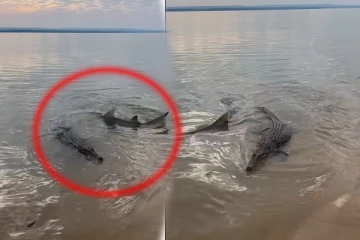 முதலையை தில்லாக வட்டமிட்ட சுறா! கடைசியில் முதலை கொடுத்த ஷாக்