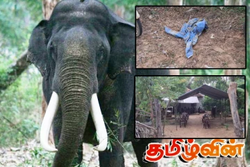 காட்டுயானை தாக்குதலுக்கு உள்ளாகி மூன்று பிள்ளைகளின் தந்தை உயிரிழப்பு