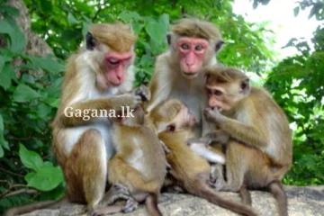 වඳුරන් සහ රිළවුන් ගැන රජයට අලුත්ම යෝජනාවක්..