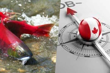 கனடா எடுத்துள்ள ஒற்றை முடிவு: சிக்கலில் 6,000 வேலைவாய்ப்புகள்