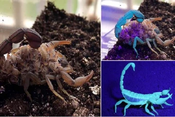 புற ஊதா கதிர்வீச்சின் போது நிறத்தை மாற்றும் தேள்கள்!