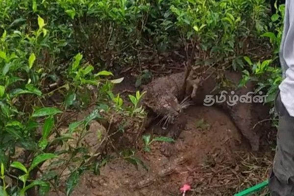 தேயிலை மலைக்குள் சிக்கிய சிறுத்தைப்புலி (Video) | A Leopard Trapped In The Tea Hills Rescued Safely