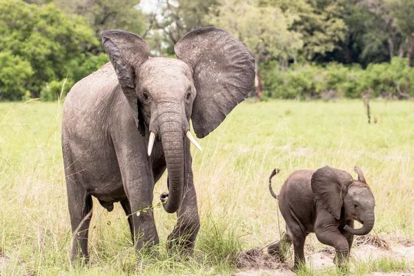 17 ஆண்டுகள் தூங்கும் உயிரினம் எது தெரியுமா? பலரும் அறிந்திடாத வினோத தகவல் | World Invention Incident Collection