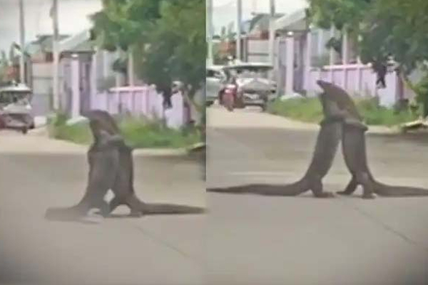 இது சண்டையா அல்லது காதலா? நடுரோட்டில் ராட்சத பல்லிகளால் ஏற்பட்ட பதற்றம் | Wild Monitor Lizards In Love Or Hate Viral Video