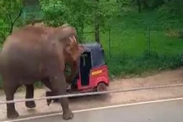 காட்டு யானையால் வெறிச்சோடிய நகரம் (படங்கள்)