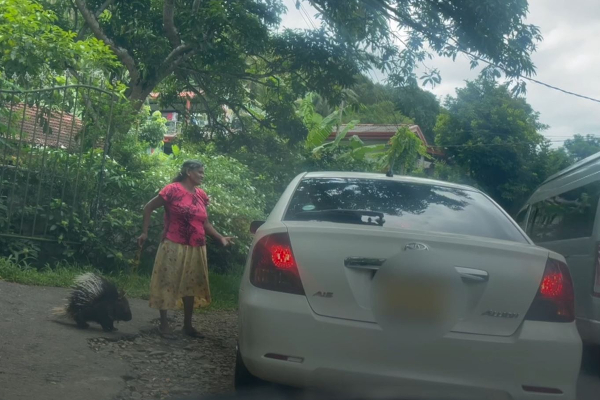 இலங்கையில் குடும்பம் ஒன்றை வாழவைக்கும் முள்ளம் பன்றிகள்! (Photos) | Porcupines That Support A Family In Sri Lanka