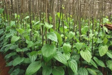 வெற்றிலை பறிக்க மரமேறியவர் பரிதாப உயிரிழப்பு