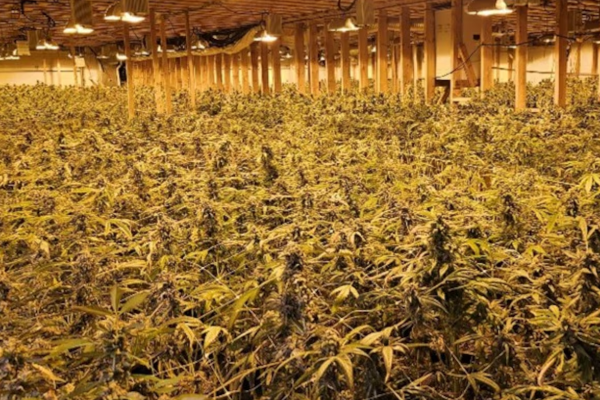 கனடாவில் போதைப் பொருள் குற்றங்கள் அதிகரிப்பு | Drug Crimes Up For First Time In 12 Years Bucking