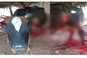 பசுமாட்டின் காதுகள், வாலை அறுத்த கொடூர அரக்கர்கள் – ரத்த வெள்ளத்தில் அலறி ஓடிய பரிதாபம்