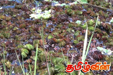 கிளிநாச்சி குளத்தில் பரவும் நீர் தாவரங்களை விரைவாக அகற்ற நடவடிக்கை