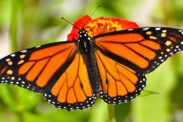 பட்டாம்பூச்சிகள் எவ்வளவு காலம் வாழ்கின்றன? தெரிந்து கொள்ளுங்கள்