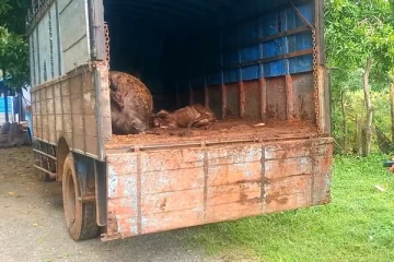 யாழ்ப்பாணத்தில் இருந்து சட்டவிரோதமாக மாடுகள் கொண்டுசென்ற மூவர் கைது!