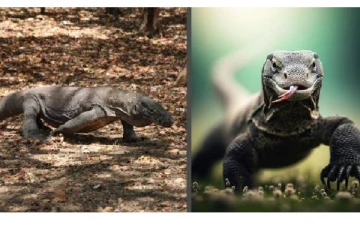 பச்சை நிற உடும்புகள் கொல்ல காரணம் இதுதான் - தைவான் அரசு சொன்ன அதிர்ச்சி தகவல்!