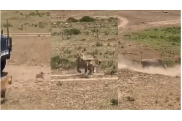 சிறுத்தையை ஓட, ஓட விரட்டி தன் குழந்தையை காப்பாற்றிய காட்டுப்பன்றி.. - வைரலாகும் வீடியோ