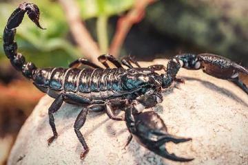 மழையால் வெகுண்டெழுந்த தேள்கள்...500 பேர் வைத்தியசாலையில் அனுமதி