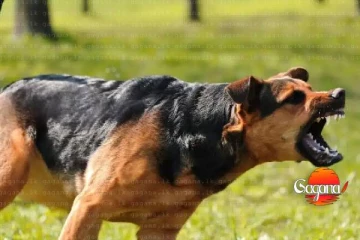 සුනඛයෙකු සපාකෑ සිද්ධියෙන් අගතියට පත් පාර්ශවයට රු. 25000 ක වන්දියක්