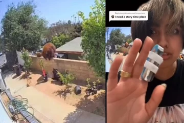 தன் நாய்களைக் காப்பாற்ற தன்னந்தனியாக வெறுங்கையுடன் கரடியுடன் போராடிய இளம்பெண்: கமெராவில் சிக்கிய காட்சி