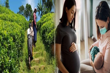 பெருந்தோட்டத் துறையில் சம்பள சிக்கல் ; மலையக பெண்களின் உரிமை பாதுகாப்புக்கு அரசு உறுதி