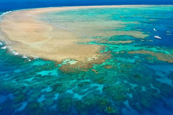 உலகின் மிகப்பெரிய பவளப்பாறை தொடர்பில் வெளியான அறிக்கை! | Australia Great Barrier Coral Reef Progress