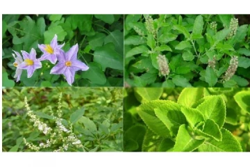 தமிழ் மூலிகைகளுக்கு நமது முன்னோர்கள் என்ன பெயர் வைத்தார்கள் தெரியுமா?